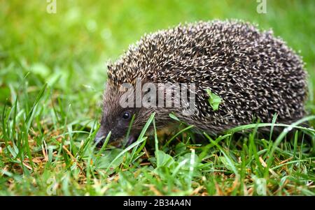 Hedgehog, (Scientific name: Erinaceus europaeus) wild, native, European hedgehog on green grass. Stock Photo