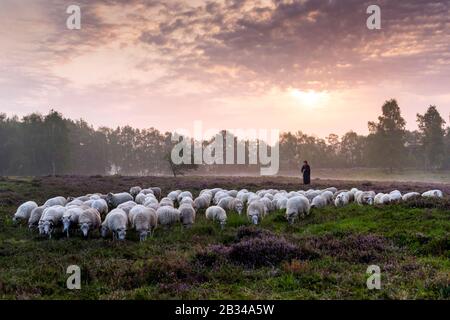 flock of sheep in heath in the early morning, Germany, Lower Saxony, Garrel Stock Photo