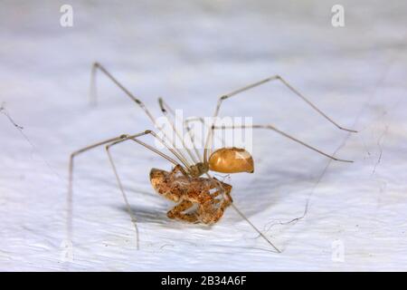 Long-bodied cellar spider, Longbodied cellar spider (Pholcus phalangioides), with prey, Germany Stock Photo