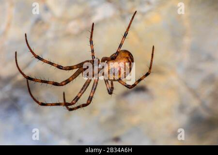 European cave spider, Orbweaving cave spider, Cave orbweaver, Cave spider (Meta menardi), lateral view, Germany Stock Photo