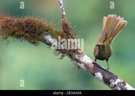 Duetting Giant-Honeyeater, Gymnomyza brunneirostris (Gymnomyza brunneirostris), a recently split species, Fiji Stock Photo