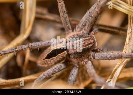 Running scrab spider (Thanatus formicinus), top view, Germany Stock Photo