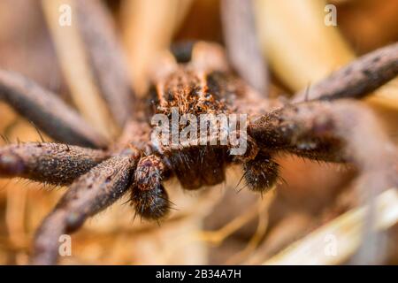 Running scrab spider (Thanatus formicinus), front view, Germany Stock Photo