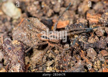 Running scrab spider (Thanatus formicinus), top view, Germany Stock Photo