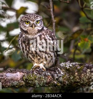 little owl (Athene noctua), sitting on a tree, Germany, Bavaria Stock Photo