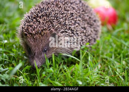Hedgehog, (Scientific name: Erinaceus europaeus) wild, native, European hedgehog on green grass. Stock Photo