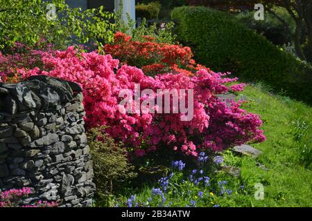 Rhododendron amoenum azalia flowering in a garden Stock Photo