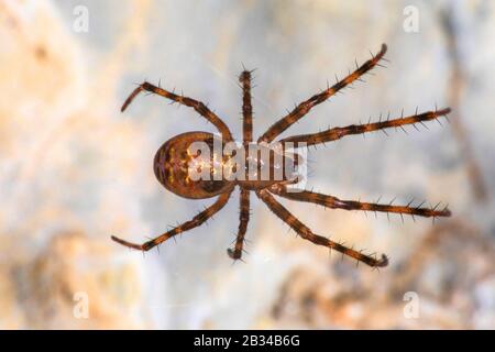 European cave spider, Orbweaving cave spider, Cave orbweaver, Cave spider (Meta menardi), top view, Germany Stock Photo