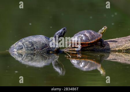 red-eared turtle, red-eared slider (Pseudemys scripta elegans, Trachemys scripta elegans, Chrysemys scripta elegans), with yellow-bellied turtle in river Neckar, Germany, Bavaria Stock Photo