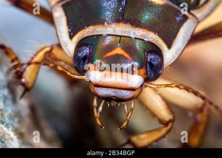 Great diving beetle (Dytiscus marginalis), female, portrait, Germany, Baden-Wuerttemberg Stock Photo