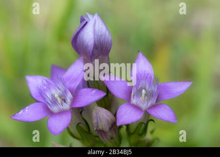German Gentian, Chiltern Gentian (Gentiana germanica, Gentianella germanica), blooming, Germany, Bavaria Stock Photo