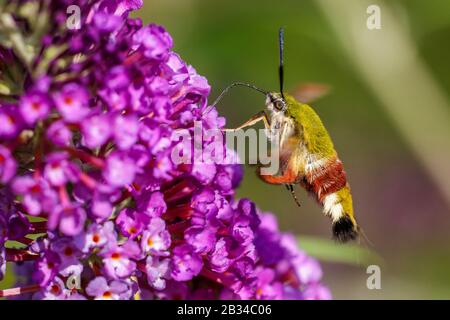 Broad-bordered bee hawk-moth, Broad-bordered bee hawkmoth (Hemaris fuciformis, Haemorrhagia fuciformis), sucking nectar on Buddleja flowers, Germany, Bavaria Stock Photo