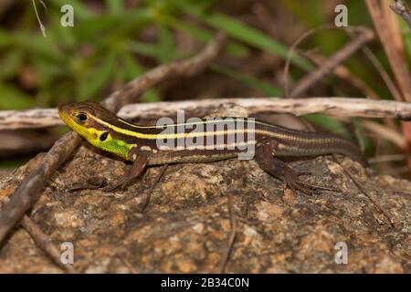 Crimean wall lizard, Crimean lizard (Podarcis taurica, Lacerta taurica, Podarcis tauricus), sitting on a stone, side view Stock Photo