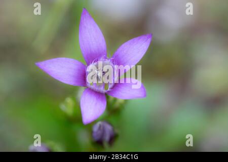 German Gentian, Chiltern Gentian (Gentiana germanica, Gentianella germanica), flower, Germany, Bavaria Stock Photo