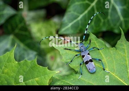 Rosalia longicorn (Rosalia alpina), sitting on a leaf, view from above, Germany, Baden-Wuerttemberg, Swabian Alb Stock Photo