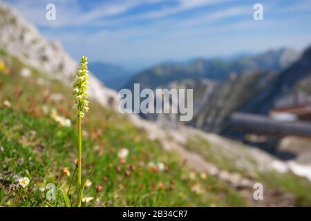 Small-white orchid (Pseudorchis albida, Leucorchis albida), blooming in the Karwendel mountains, Germany, Bavaria Stock Photo