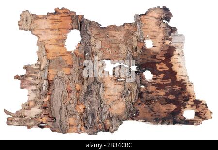 The back side  of a fragment of birch  tree rotten  bark like as vintage banner with worms. Isolated on white macro studio set Stock Photo