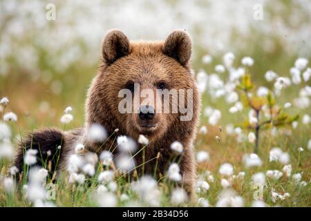 European brown bear (Ursus arctos arctos), in cotton-grasses, portrait, Finland, Karelia, Suomussalmi Stock Photo