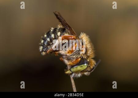 Leaf-cutter bee (Anthidium punctatum), collectes specimen, spiked, Germany Stock Photo
