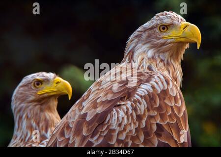 white-tailed sea eagle (Haliaeetus albicilla), two white-tailed sea eagles, side view, Germany, Mecklenburg-Western Pomerania, Western Pomerania Lagoon Area National Park Stock Photo