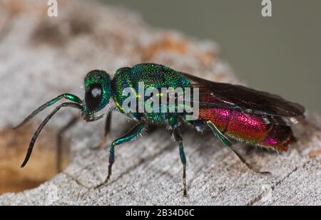 Ruby Tailed Wasp North Wales Wildlife Trust