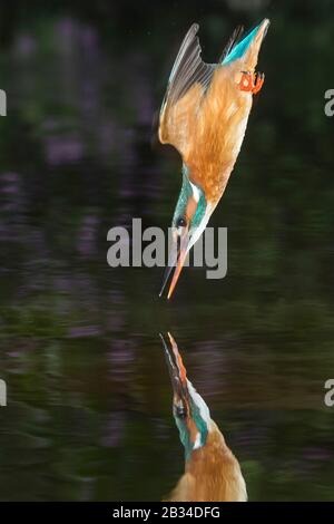 river kingfisher (Alcedo atthis), hunting, falling into the water as swift as an arrow, Netherlands, Naarden Stock Photo