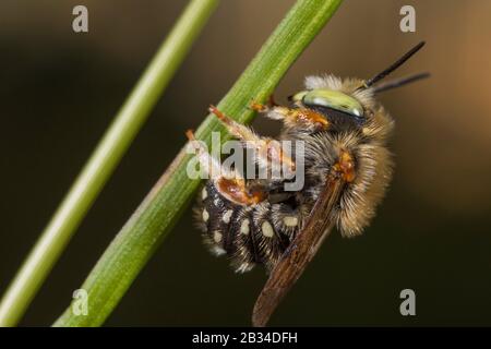 Leaf-cutter bee (Anthidium punctatum), at a grass, Germany Stock Photo