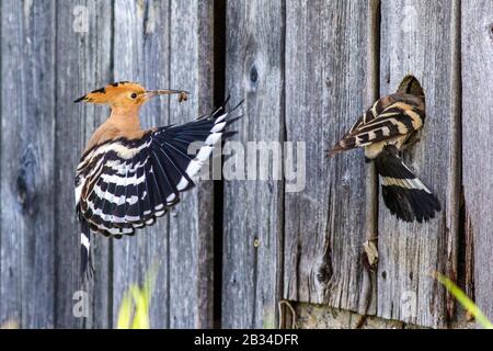 hoopoe (Upupa epops), parents flying with feed in the bill at a hole in a wooden wall, side view, Germany, Bavaria Stock Photo