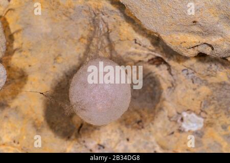 European cave spider, Orbweaving cave spider, Cave orbweaver, Cave spider (Meta menardi), egg cocoon, Germany Stock Photo