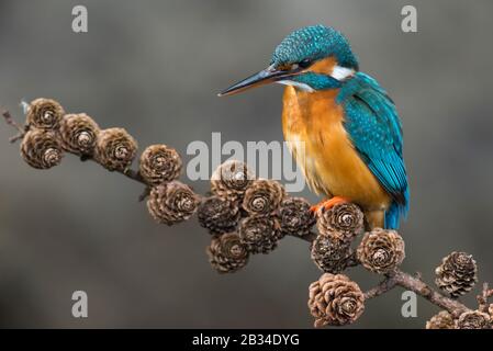 river kingfisher (Alcedo atthis), perching on a larch twig, side view, Netherlands, Naarden Stock Photo