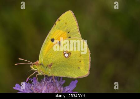 Dark Clouded Yellow, Common Clouded Yellow (Colias croceus, Colias crocea), on Scabious, Germany Stock Photo