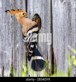 hoopoe (Upupa epops), perching at a hole in a wooden wall with a mole cricket in the bill, side view, Germany, Bavaria Stock Photo