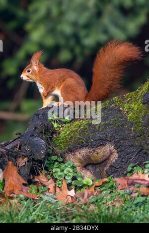 European red squirrel, Eurasian red squirrel (Sciurus vulgaris), sitting on a fallen down tree trunk, side view, Germany, Bavaria Stock Photo