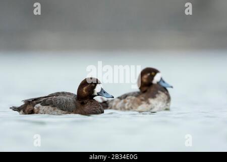 greater scaup (Aythya marila marila, Aythya marila), two swimming females, Austria Stock Photo