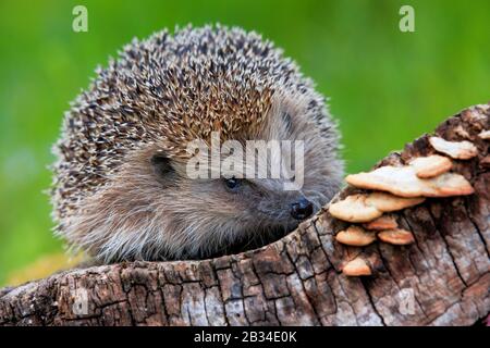 Western hedgehog, European hedgehog (Erinaceus europaeus), on deadwood with mushrooms, Switzerland Stock Photo