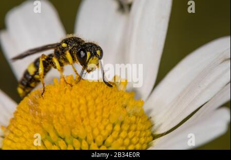 Ornate Tailed Digger Wasp (Cerceris rybyensis), sitting on daisy, Leucanthemum vulgare, Germany Stock Photo