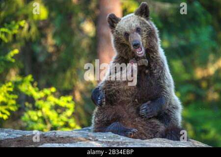 European brown bear (Ursus arctos arctos), two bear cubs playing, Finland, Karelia, Suomussalmi Stock Photo