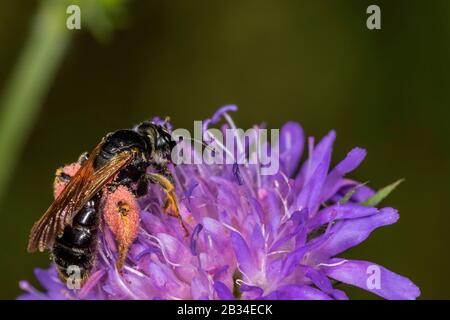 Large Scabious Mining Bee (Andrena hattorfiana), on Scabious, Knautia arvensis, Germany Stock Photo