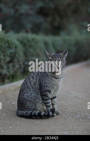 Vertical shot of a cat sitting on the ground behind green bushes Stock Photo