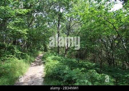 Wide angle shot of a shaded trail lined with ferns and weeds under tall trees in Bornholm Stock Photo