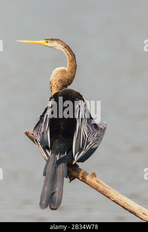 Indian snakebird or Indian darter bird perched on a twig over a lake Stock Photo