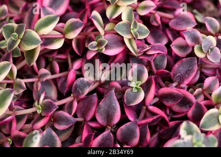 The cascading purple leaves of Crassula pellucida rubra. Stock Photo