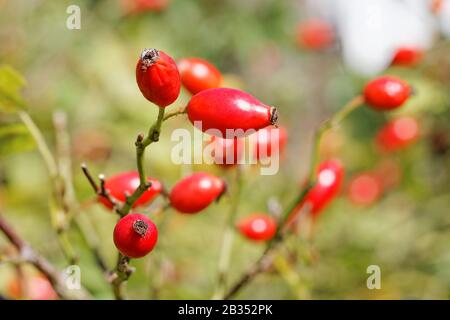 Ripe Rose Hips ( Rosa canina ) in Late Summer Stock Photo