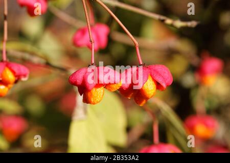 Mature Fruits of the European Spindle Tree ( Euonymus europaeus ) Stock Photo