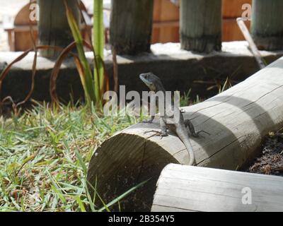 Small lizard sunbathing on a wooden log in the grass Stock Photo