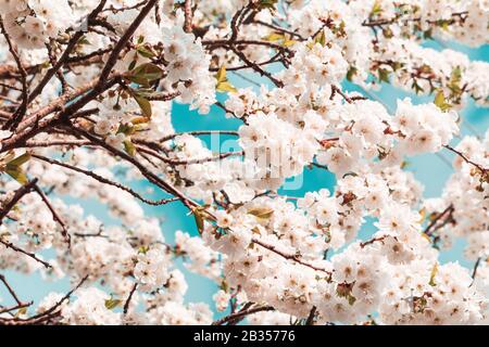 Frame from cherry blossom in full bloom with sun lights. Spring background. Copy space. Soft focus Stock Photo