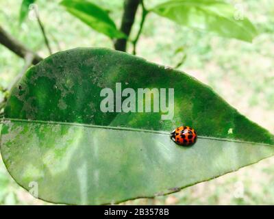 Red spotted ladybird resting on fresh green foliage Stock Photo