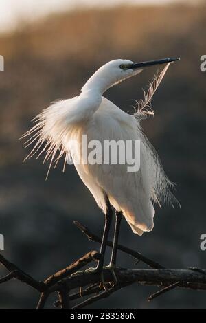 Egret preening at Bharatpur Bird Sanctuary in India Stock Photo