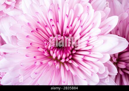 Pink chrysanthemum flowers, nature background Stock Photo