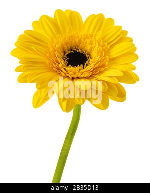 Yellow gerbera flower  isolated on white background Stock Photo
